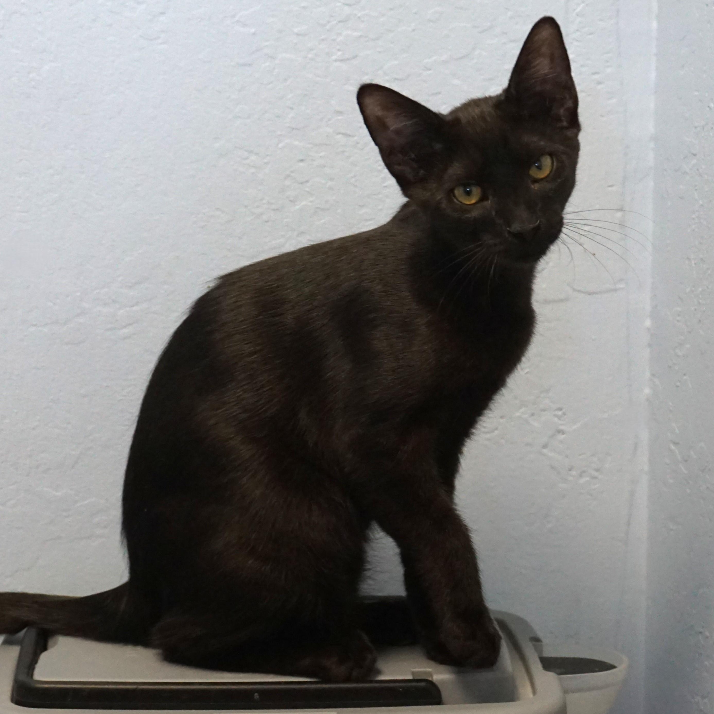 Enlarge Corvair, a ADOPTABLE Domestic Short Hair in Fountain Hills, AZ image 1/6