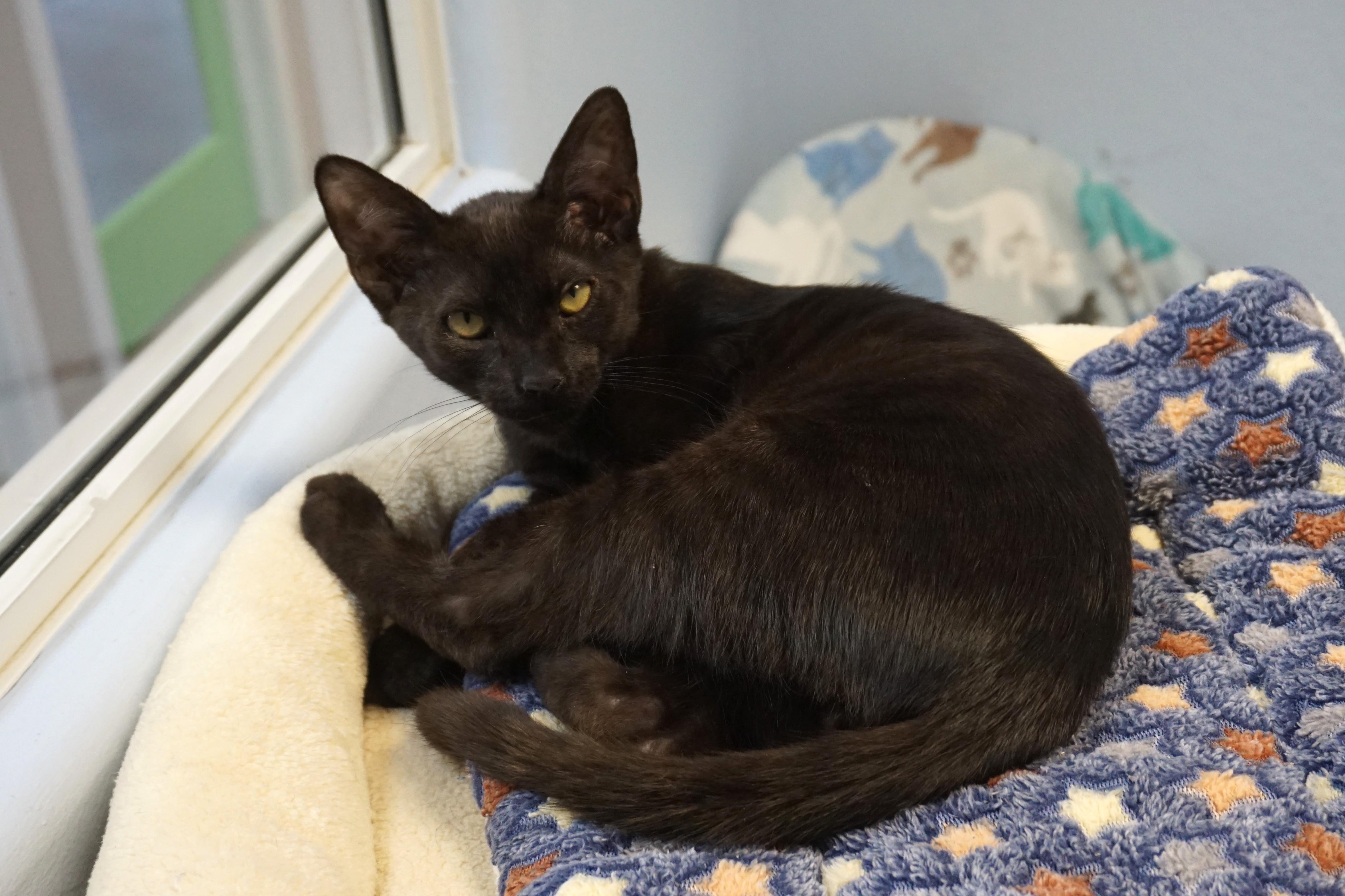 Corvair, a ADOPTABLE Domestic Short Hair in Fountain Hills, AZ image 3/5