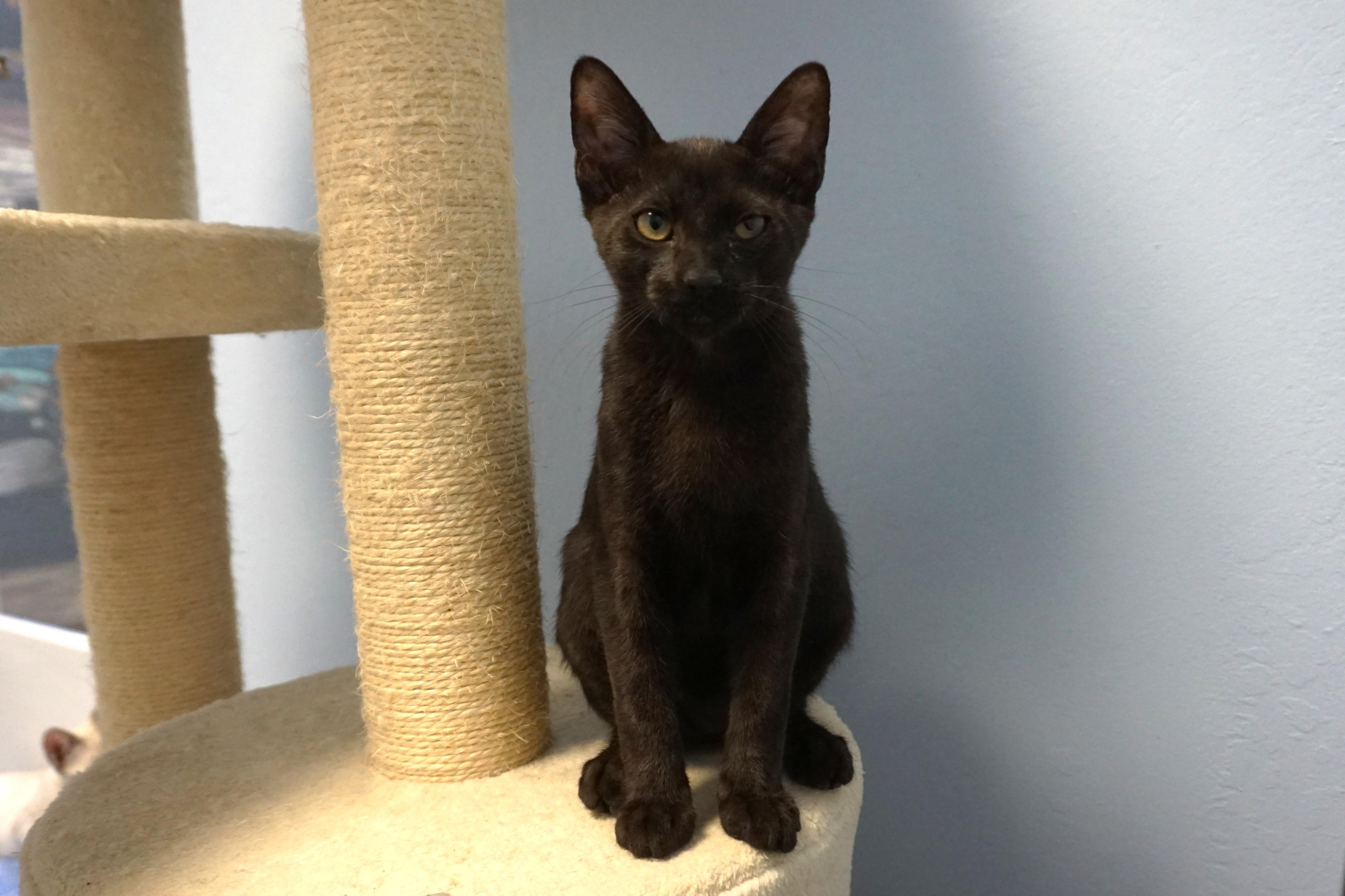 Corvair, a ADOPTABLE Domestic Short Hair in Fountain Hills, AZ image 1/5