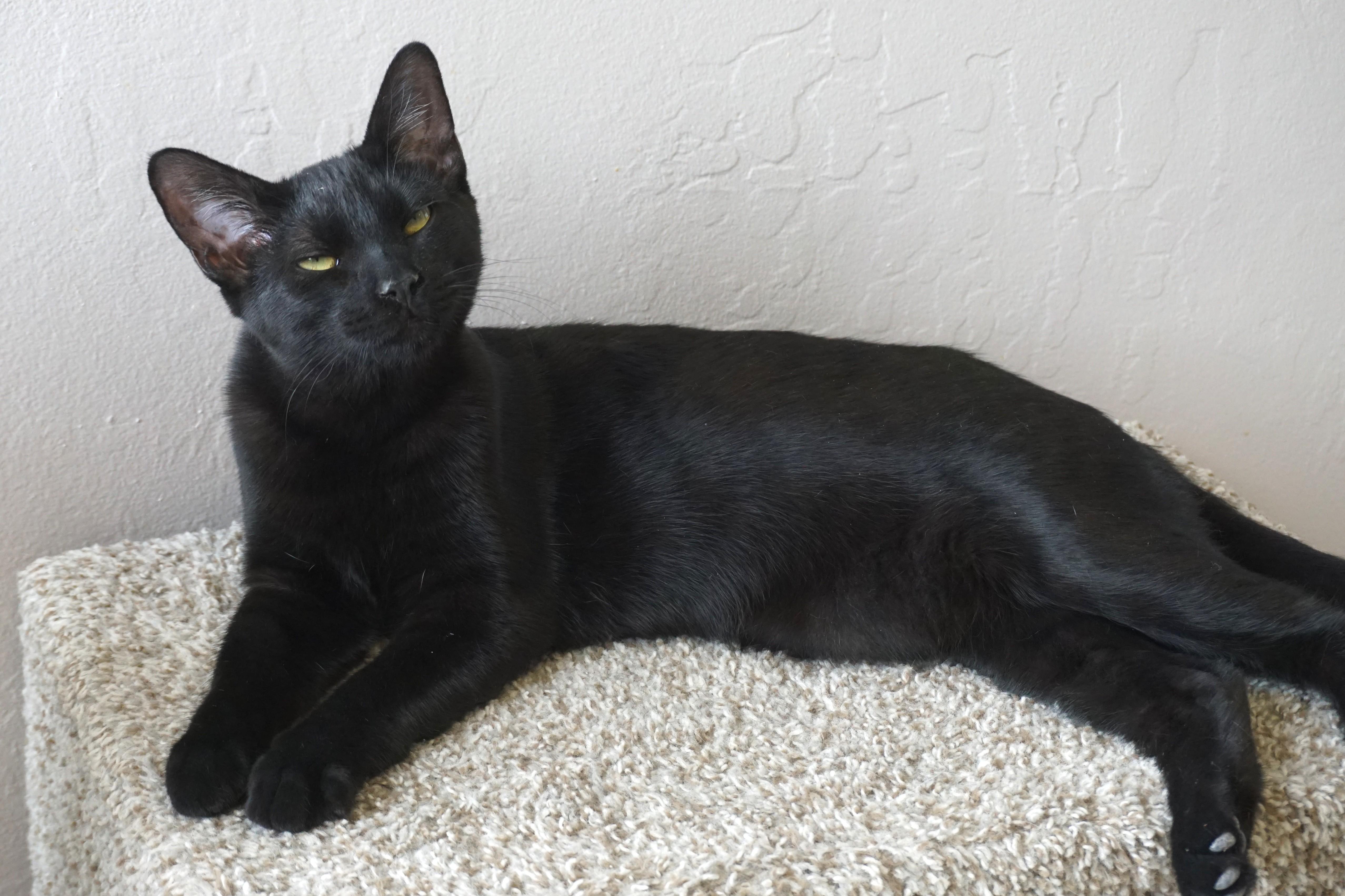 Enlarge Corvair, a Adoptable Domestic Short Hair in Fountain Hills, AZ image 2/5