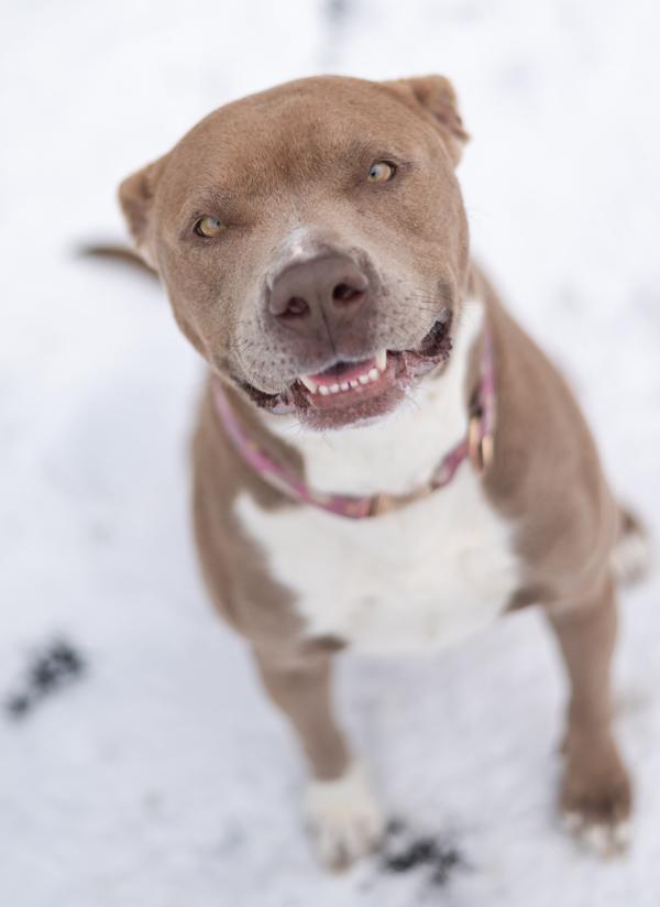 Lyanna, a Adoptable mixed breed in Stratham, NH image 2/3