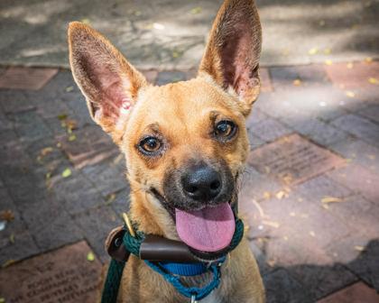 Scooby Doo, a Adoptable mixed breed in Honolulu, HI image 1/3