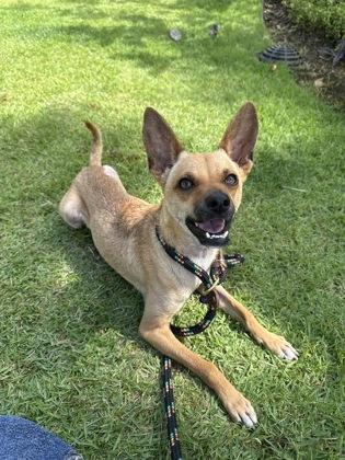Scooby Doo, Adoptable, Adult Male Terrier & Mixed Breed.