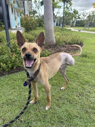 Enlarge Scooby Doo, a Adoptable mixed breed in Honolulu, HI image 2/3