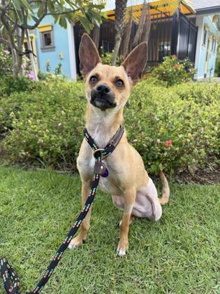 Enlarge Scooby Doo, a Adoptable mixed breed in Honolulu, HI image 3/3