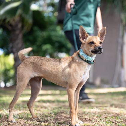 Scooby Doo, a Adoptable mixed breed in Honolulu, HI image 3/3