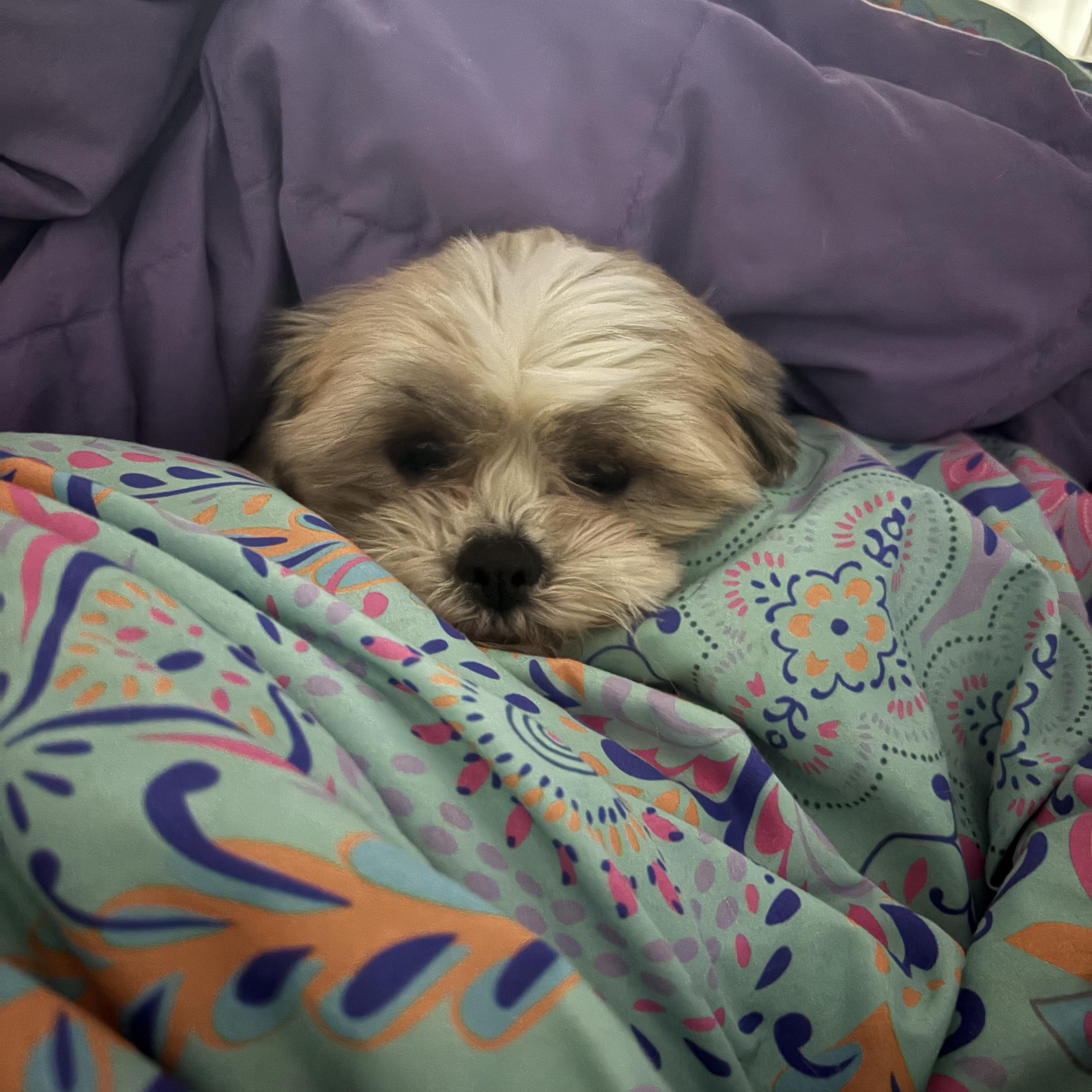 Audrey. ADOPTED — thumbnail 2