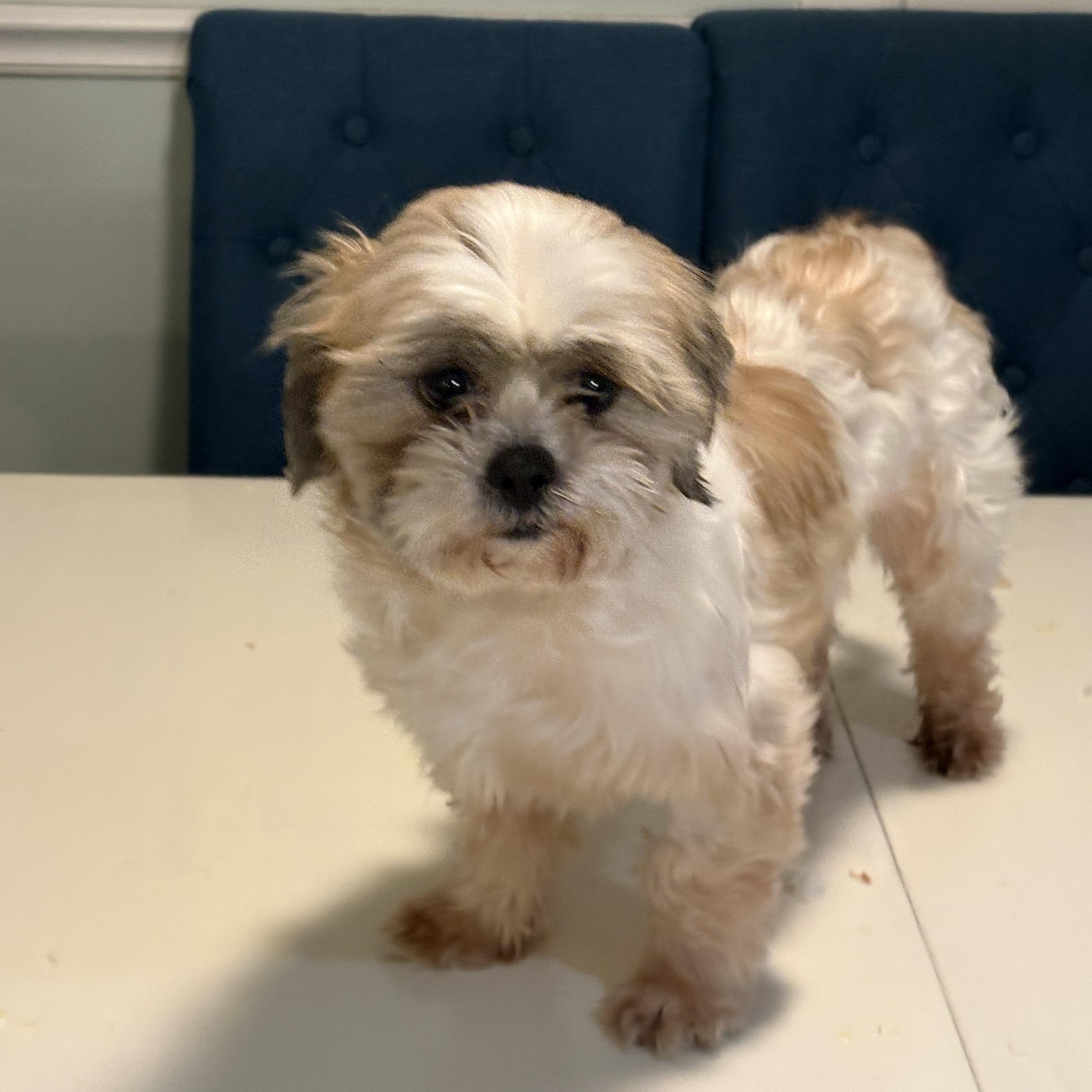Audrey. ADOPTED, ADOPTABLE, Young Female Lhasa Apso.