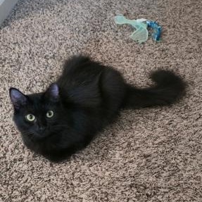 Enlarge Penny, a ADOPTABLE Domestic Medium Hair in Murfreesboro, TN image 1/1