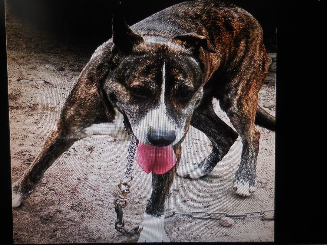 Sarge, Adopted, Young Male Shepherd & Terrier.