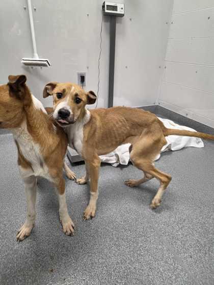 Silvermist — thumbnail 2