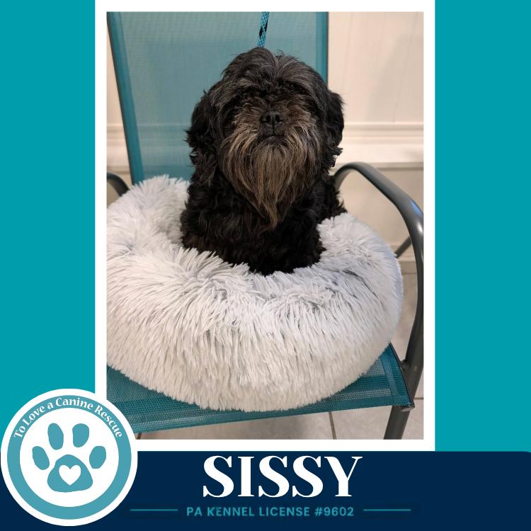 Enlarge Sissy 100326, a Adoptable mixed breed in Kimberton, PA image 1/3