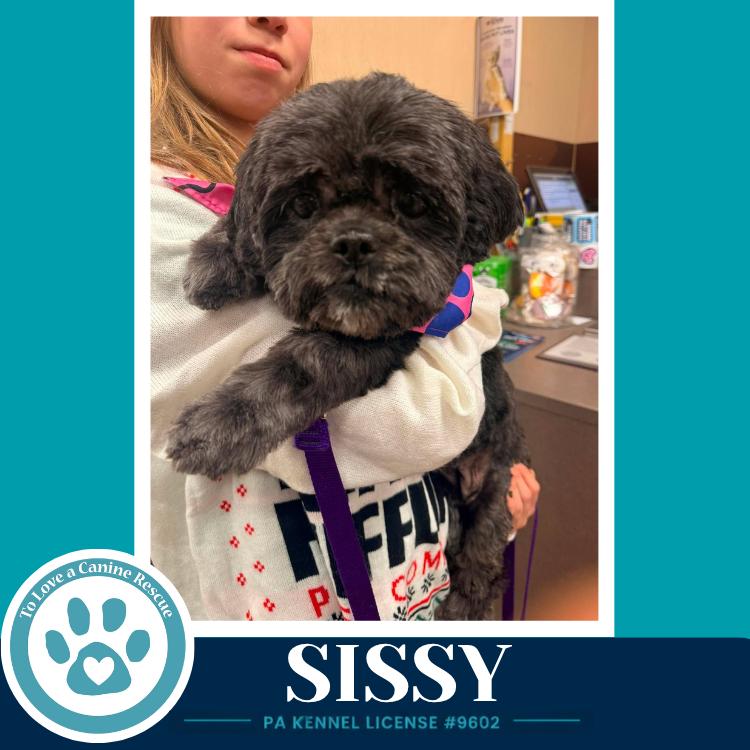 Enlarge Sissy 100326, a Adoptable mixed breed in Kimberton, PA image 2/3