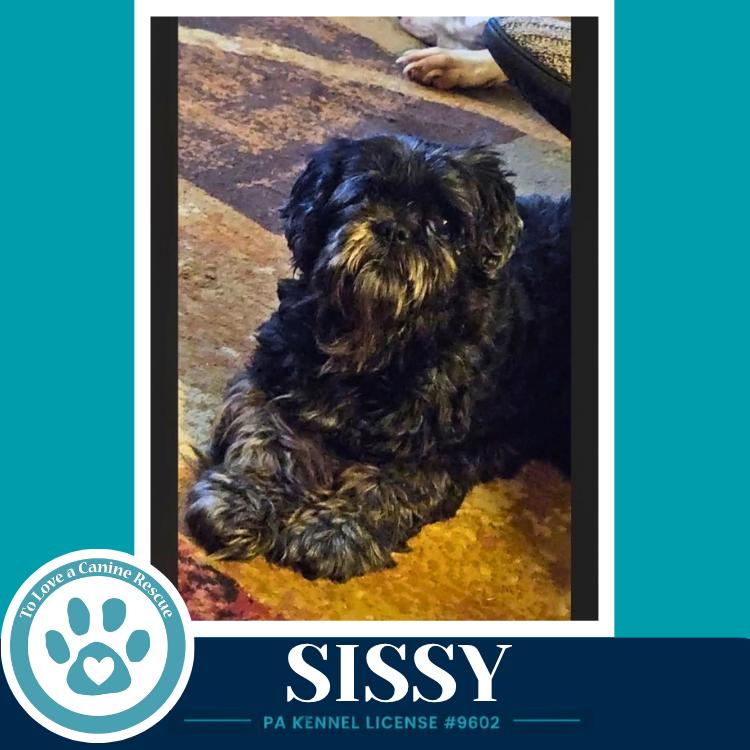 Enlarge Sissy 100326, a Adoptable mixed breed in Kimberton, PA image 3/3