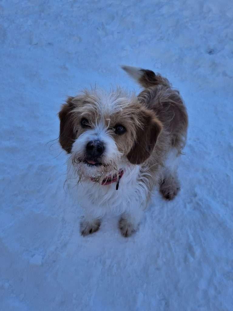 Enlarge DAISY MAE, an adopted mixed breed in Ironwood, MI image 1/1