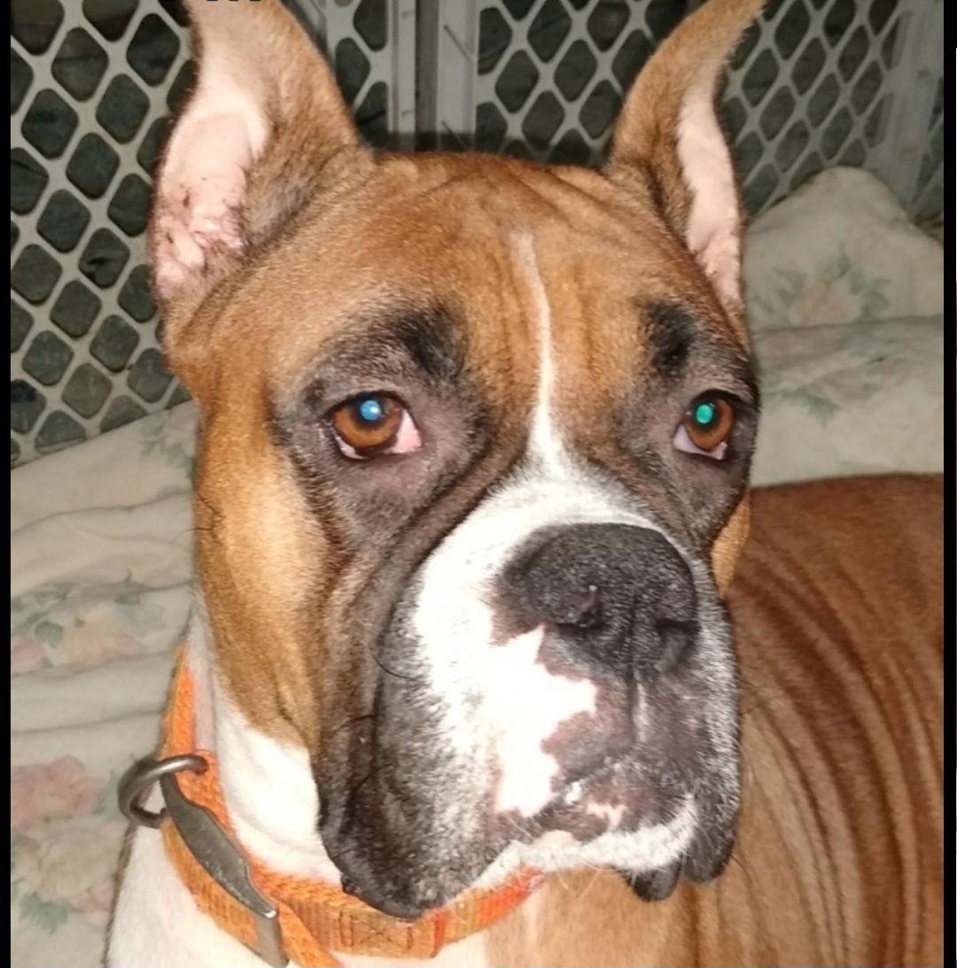 Enlarge Nina *Bonded to Hannah*, a Adoptable Boxer in Woodbury, MN image 1/2