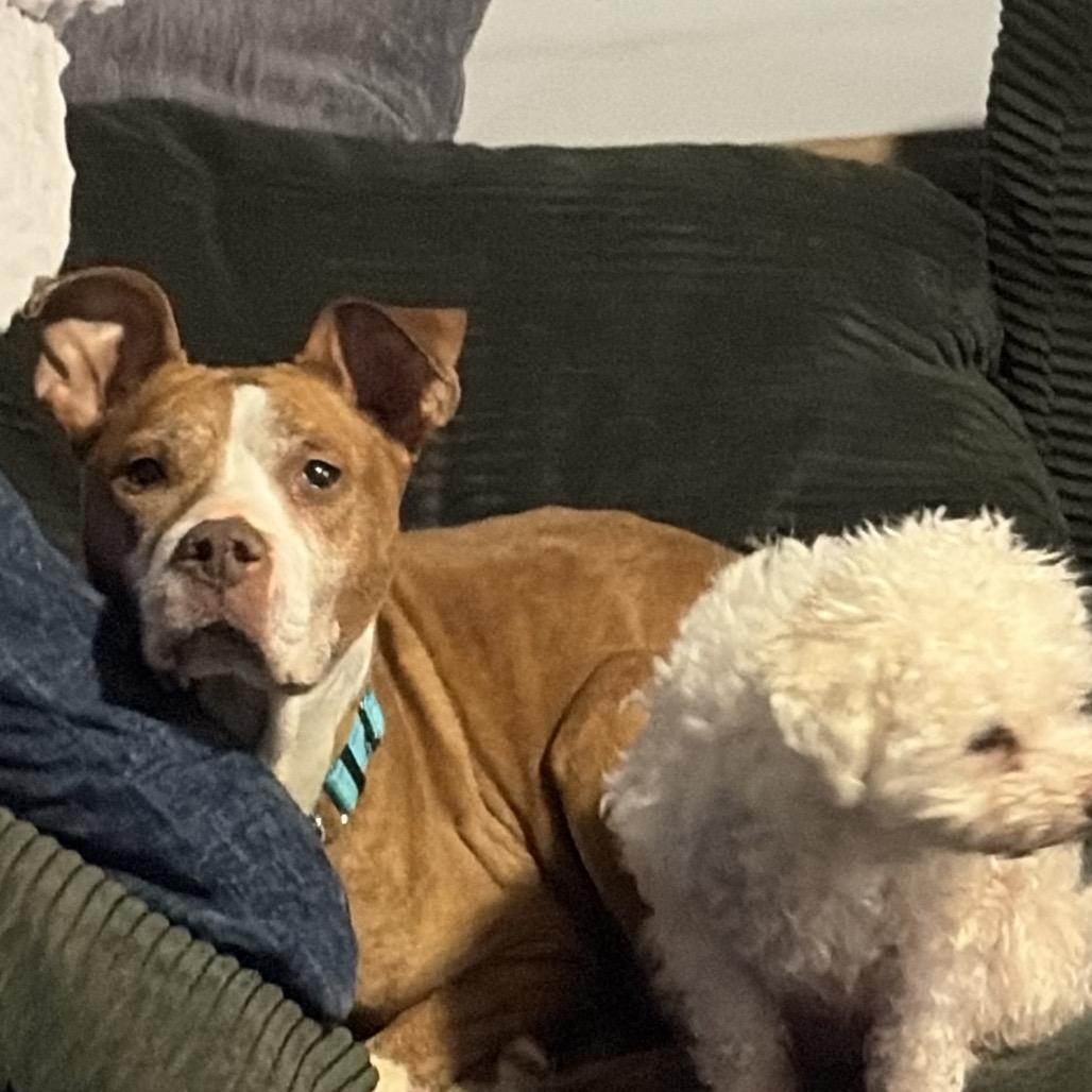 Enlarge Salvado, a Adoptable Pit Bull Terrier in Melbourne, KY image 1/1