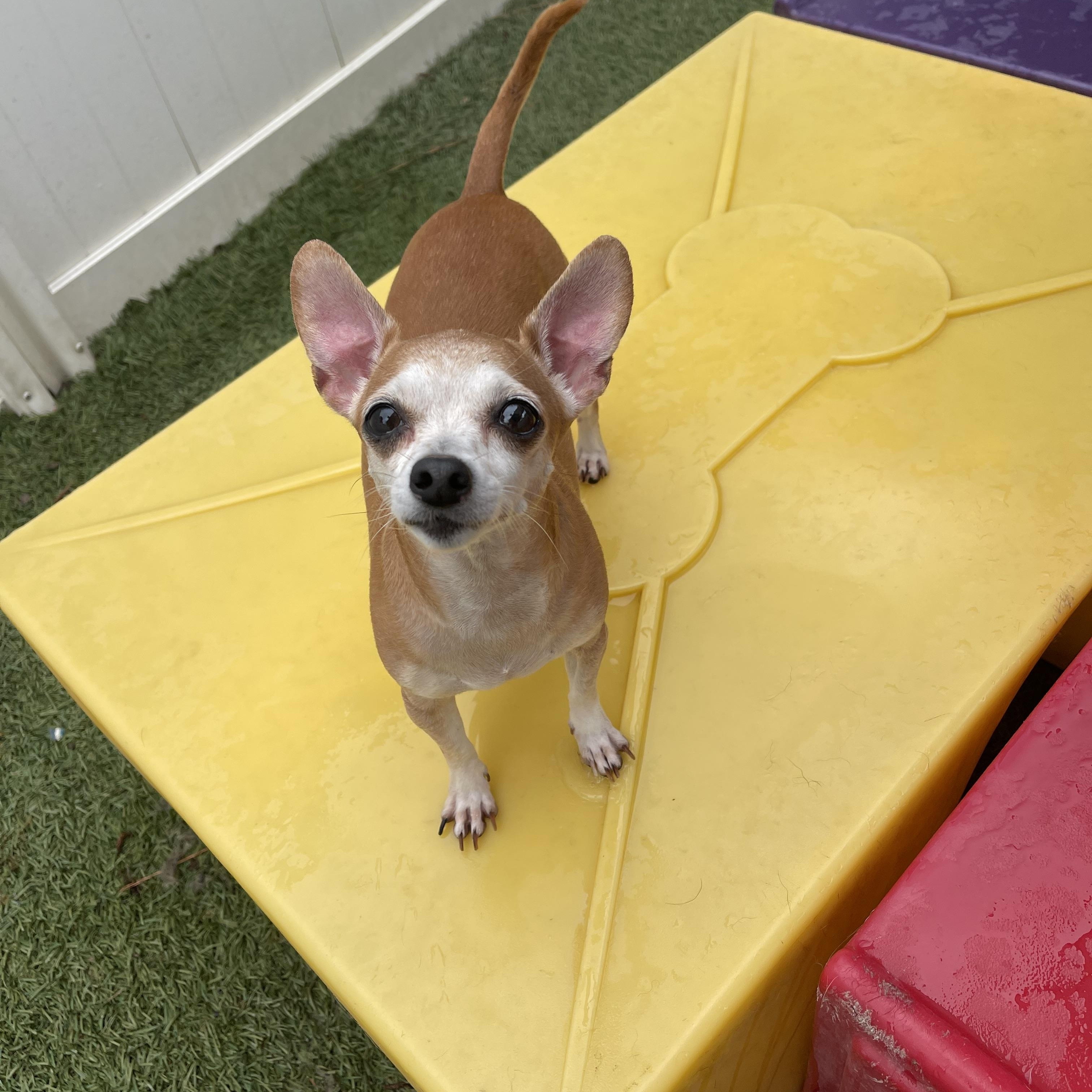 Enlarge Socks, a ADOPTABLE mixed breed in Baton Rouge, LA image 4/5