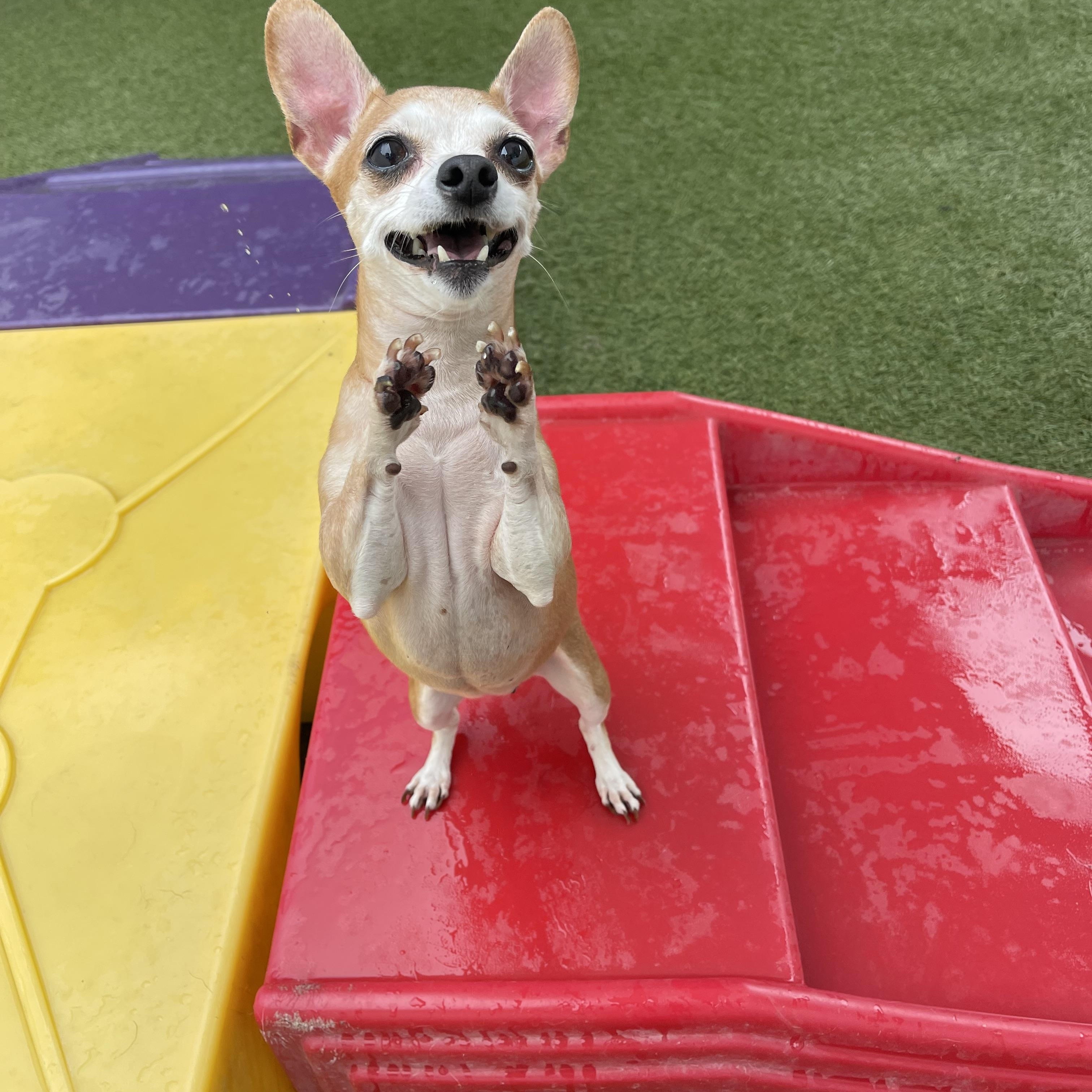 Socks, ADOPTABLE, Senior Female Chihuahua & Dachshund.