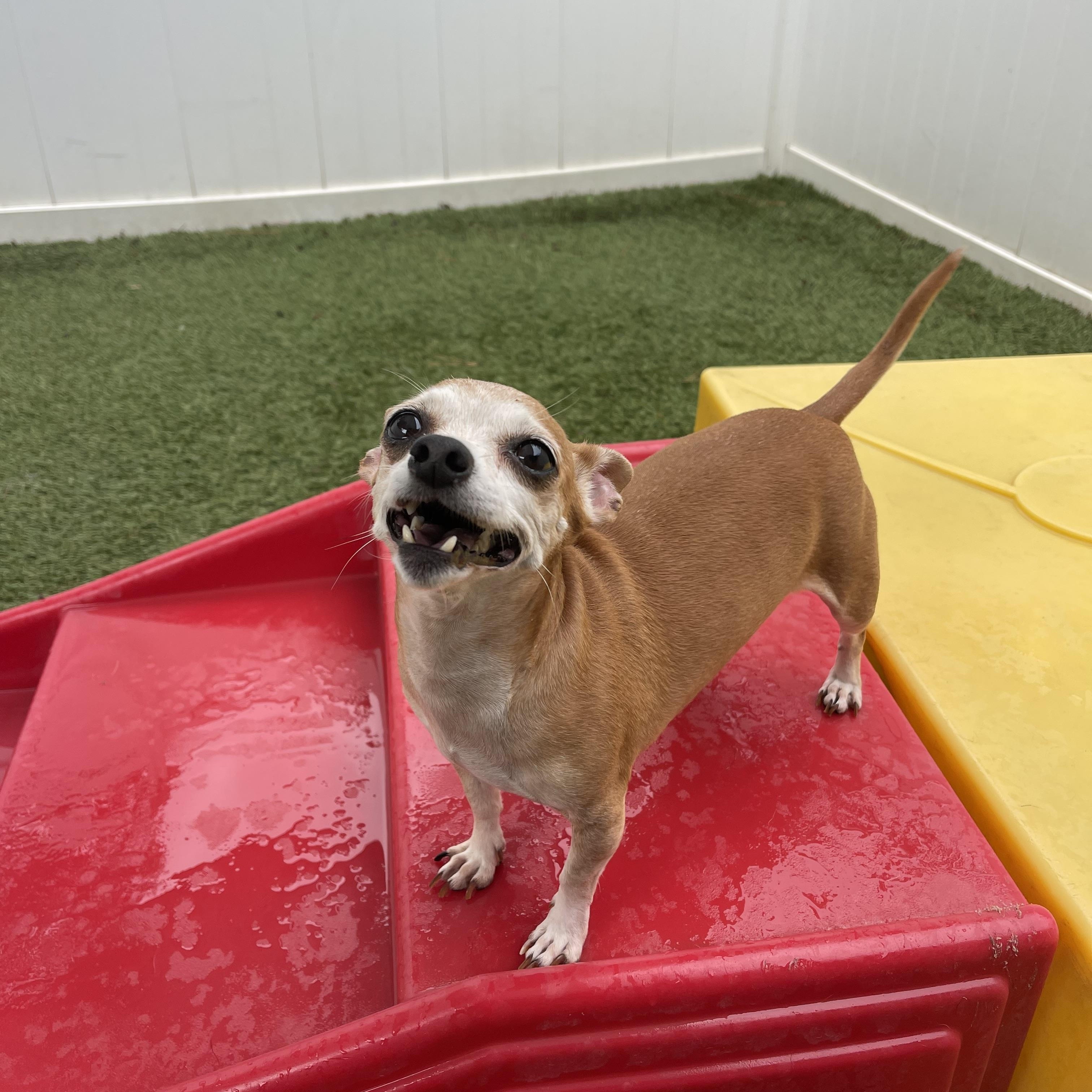 Enlarge Socks, a ADOPTABLE mixed breed in Baton Rouge, LA image 2/5