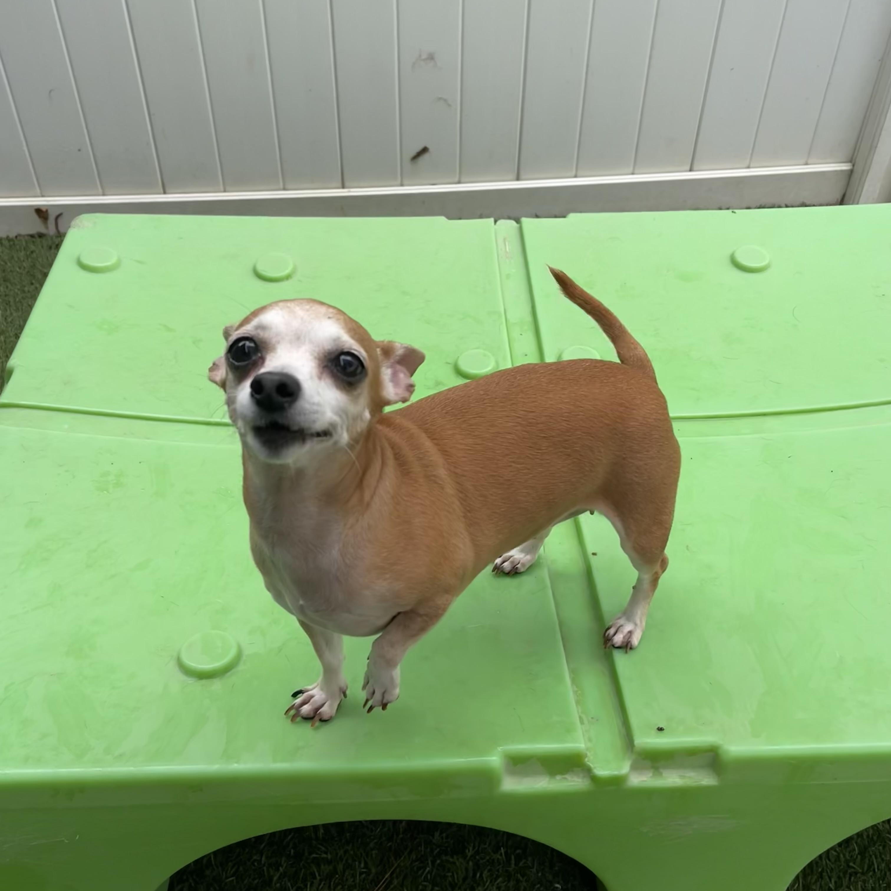 Enlarge Socks, a ADOPTABLE mixed breed in Baton Rouge, LA image 5/5