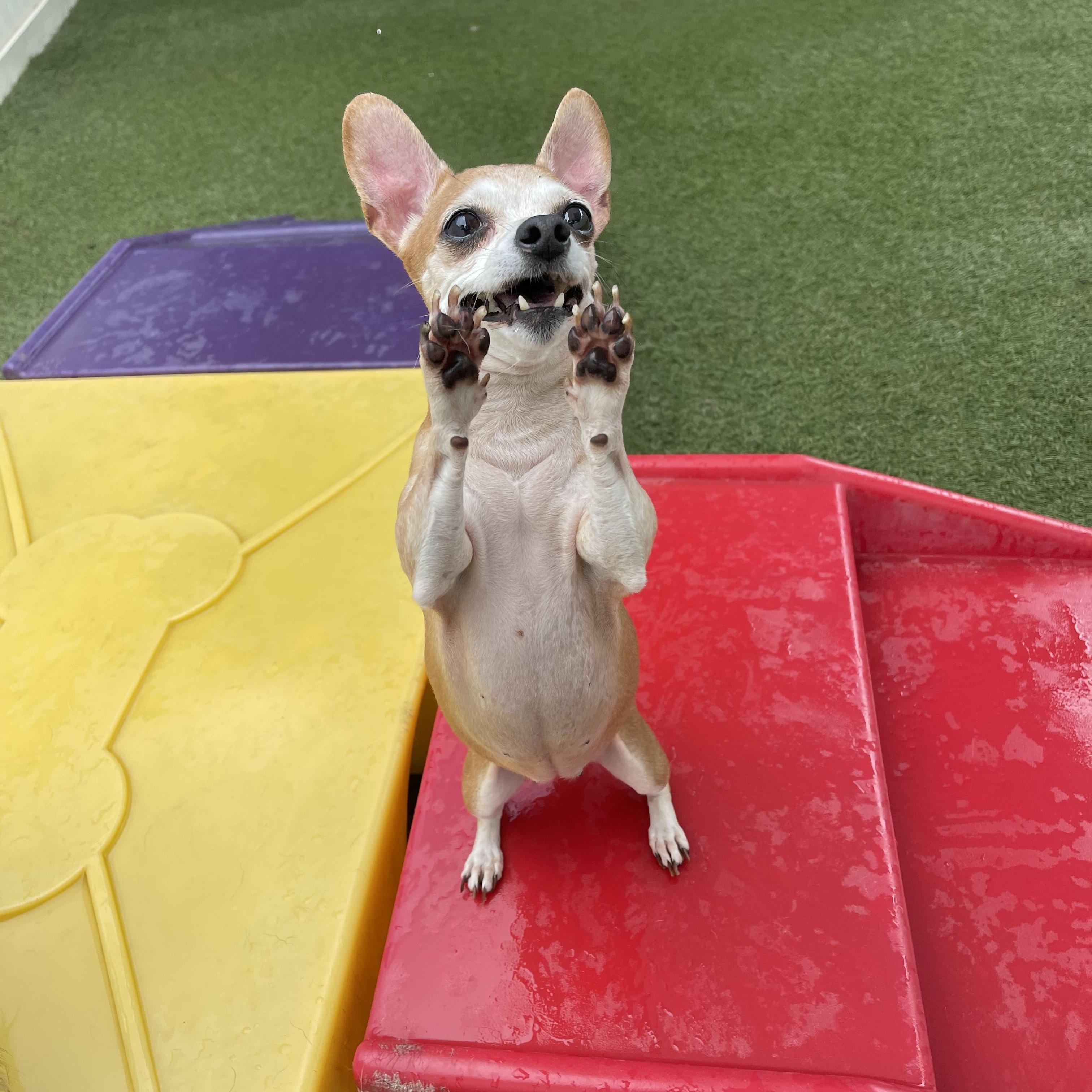 Enlarge Socks, a ADOPTABLE mixed breed in Baton Rouge, LA image 3/5