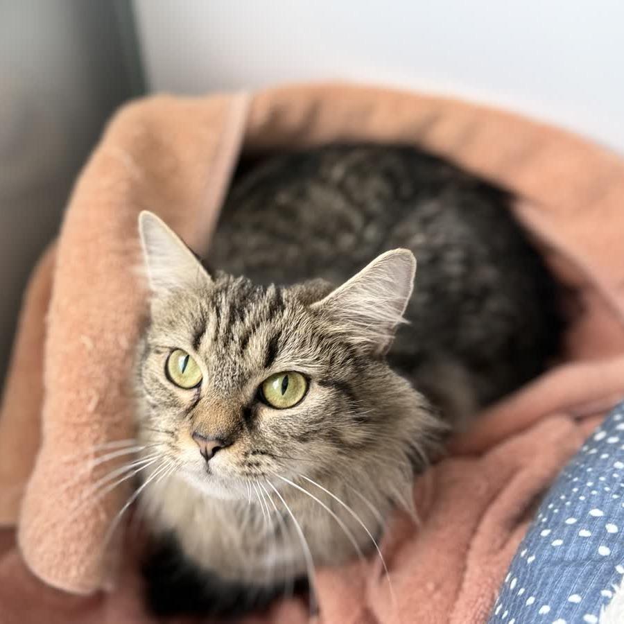 Enlarge Grayson, a Adoptable Domestic Medium Hair in Ridgely, MD image 1/6