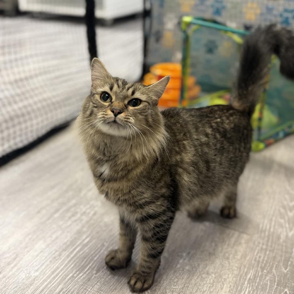 Enlarge Grayson, a Adoptable Domestic Medium Hair in Ridgely, MD image 2/6