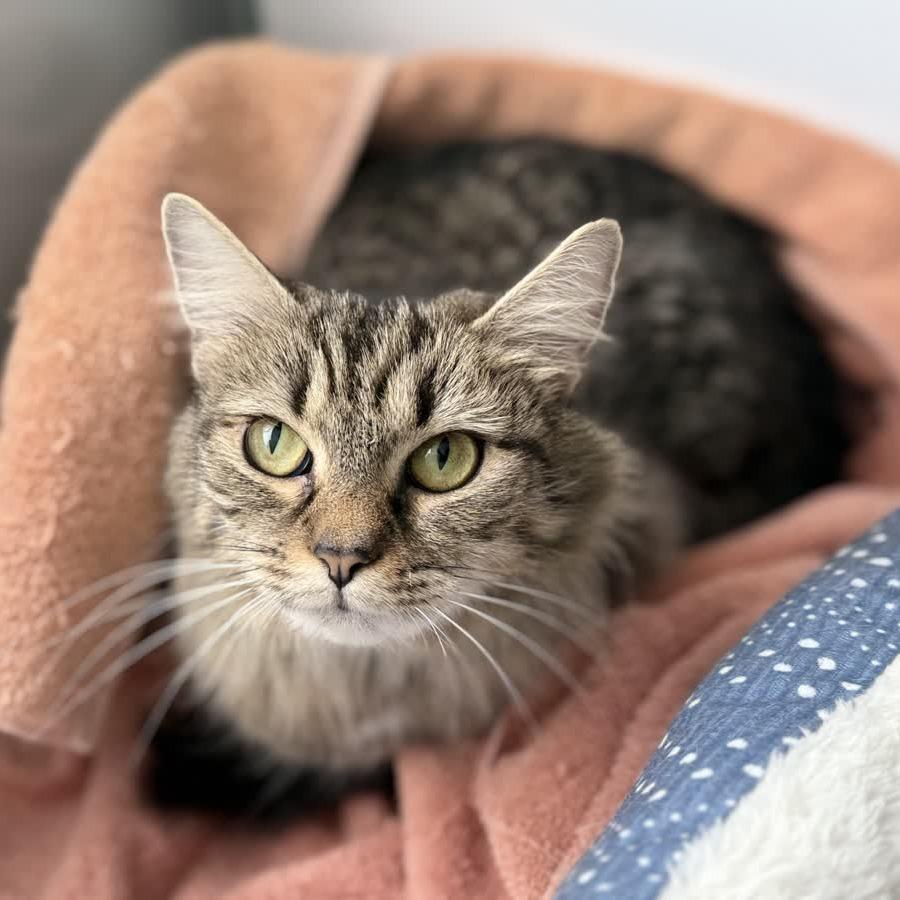 Enlarge Grayson, a Adoptable Domestic Medium Hair in Ridgely, MD image 4/6