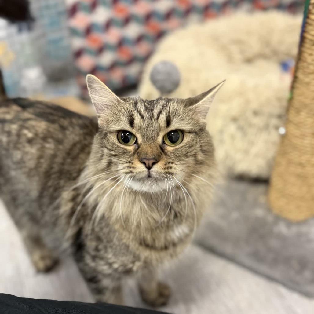 Enlarge Grayson, a Adoptable Domestic Medium Hair in Ridgely, MD image 5/6