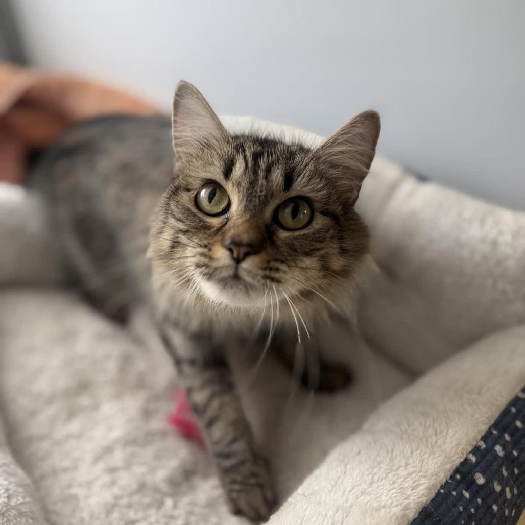 Enlarge Grayson, a Adoptable Domestic Medium Hair in Ridgely, MD image 6/6