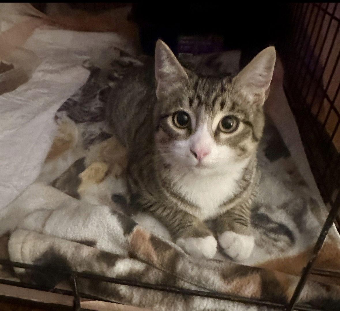 Socks, Adopted, Young Male Domestic Short Hair.