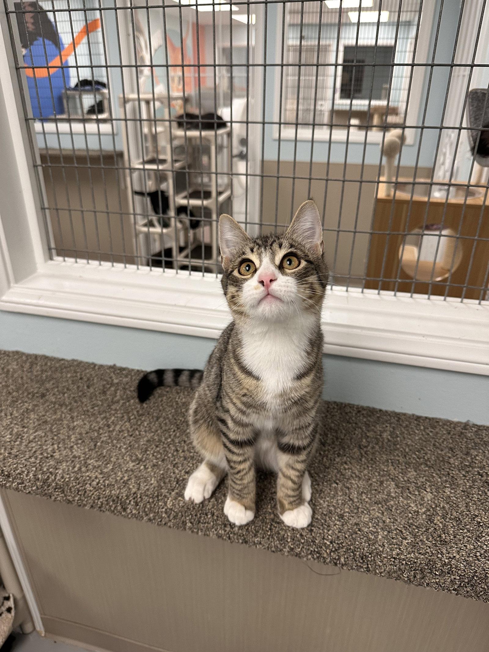 Enlarge Socks, a Adopted Domestic Short Hair in West Hills, CA image 2/3