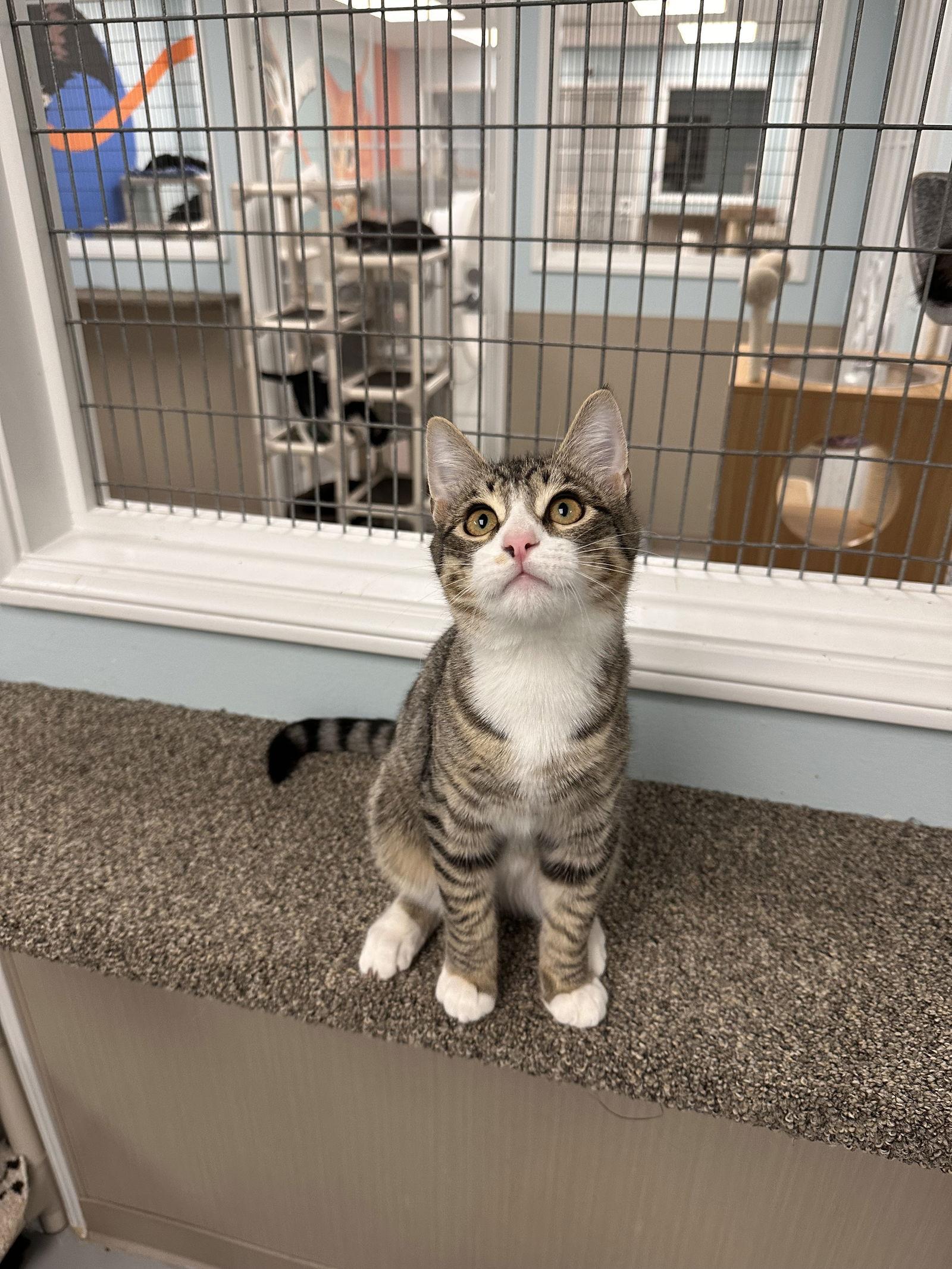 Enlarge Socks, a Adopted Domestic Short Hair in West Hills, CA image 2/3