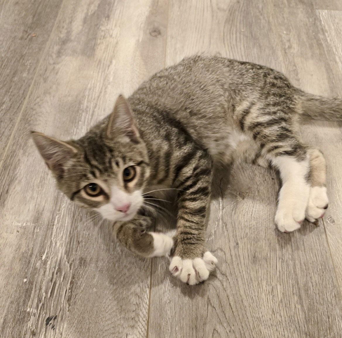 Enlarge Socks, a Adopted Domestic Short Hair in West Hills, CA image 3/3