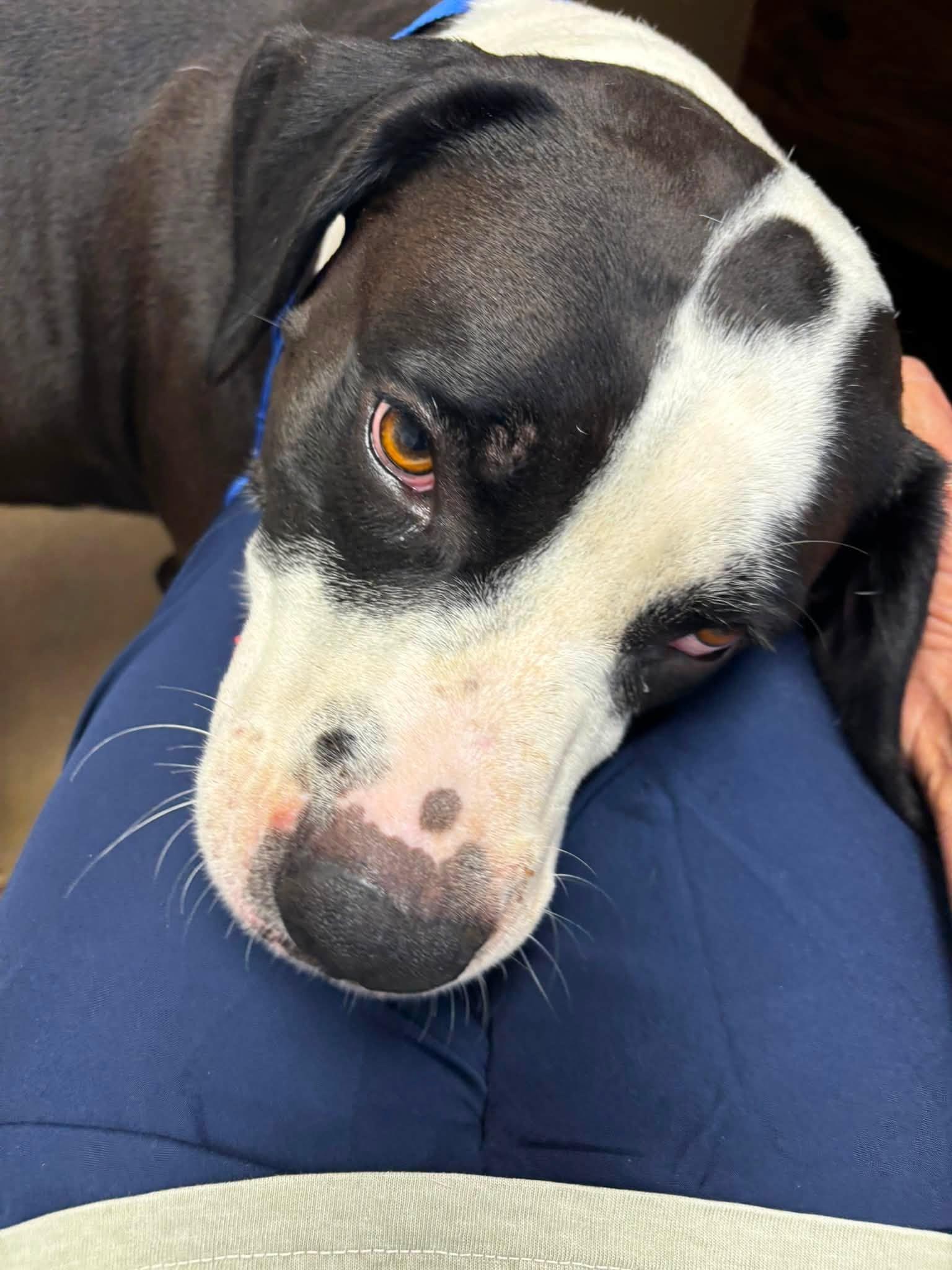 Enlarge BUTCH CASSIDY, a ADOPTABLE American Bulldog in Cullman, AL image 3/6