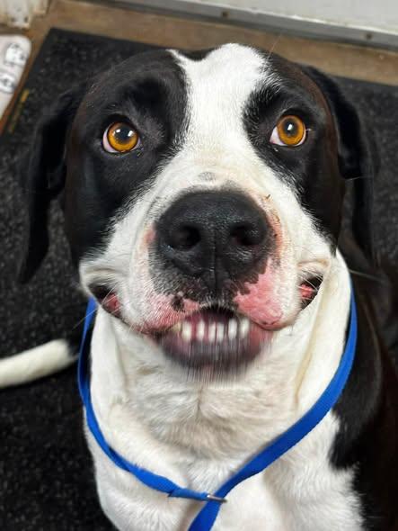 BUTCH CASSIDY, ADOPTABLE, Adult Male American Bulldog.