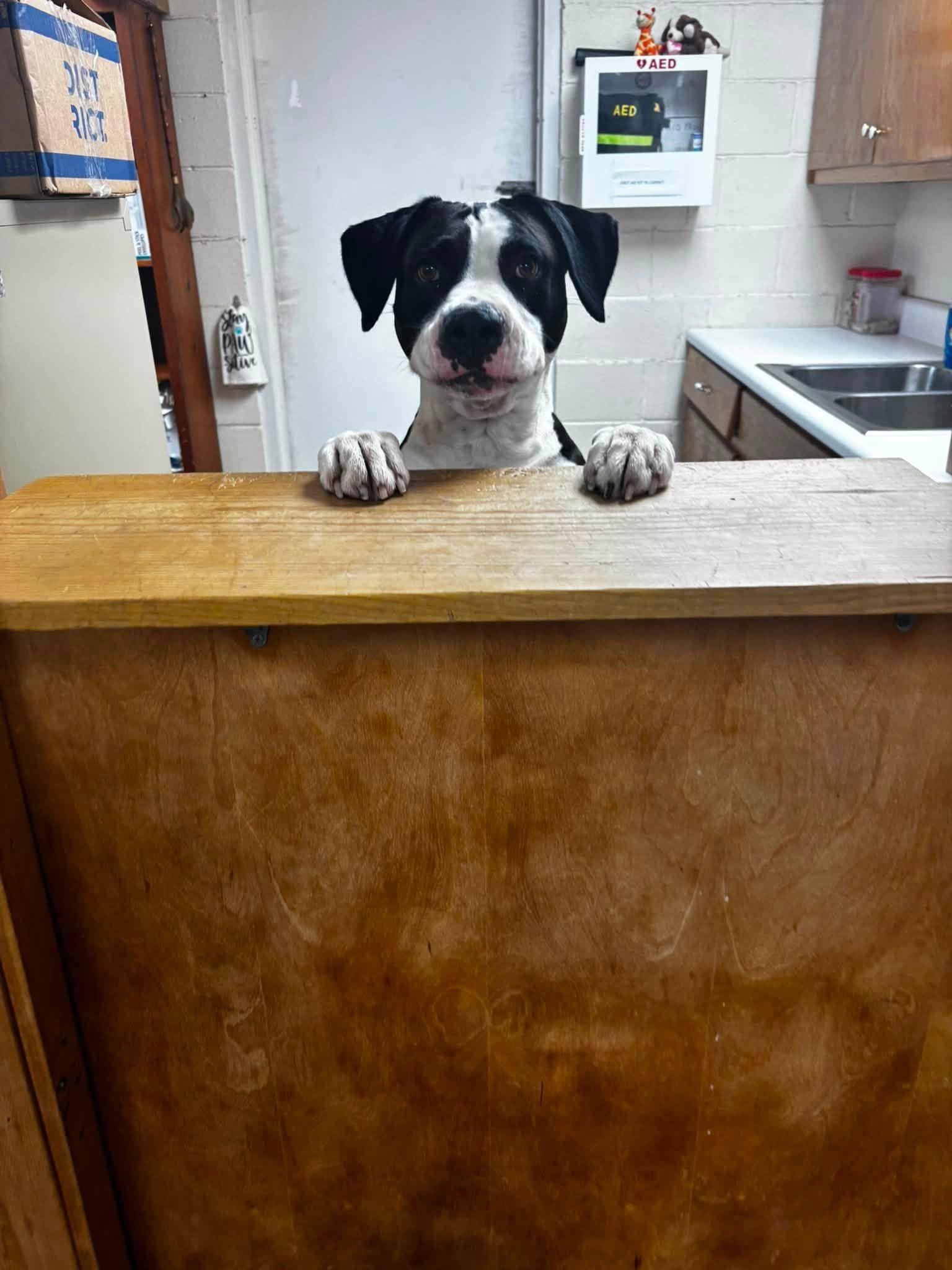 Enlarge BUTCH CASSIDY, a ADOPTABLE American Bulldog in Cullman, AL image 4/6