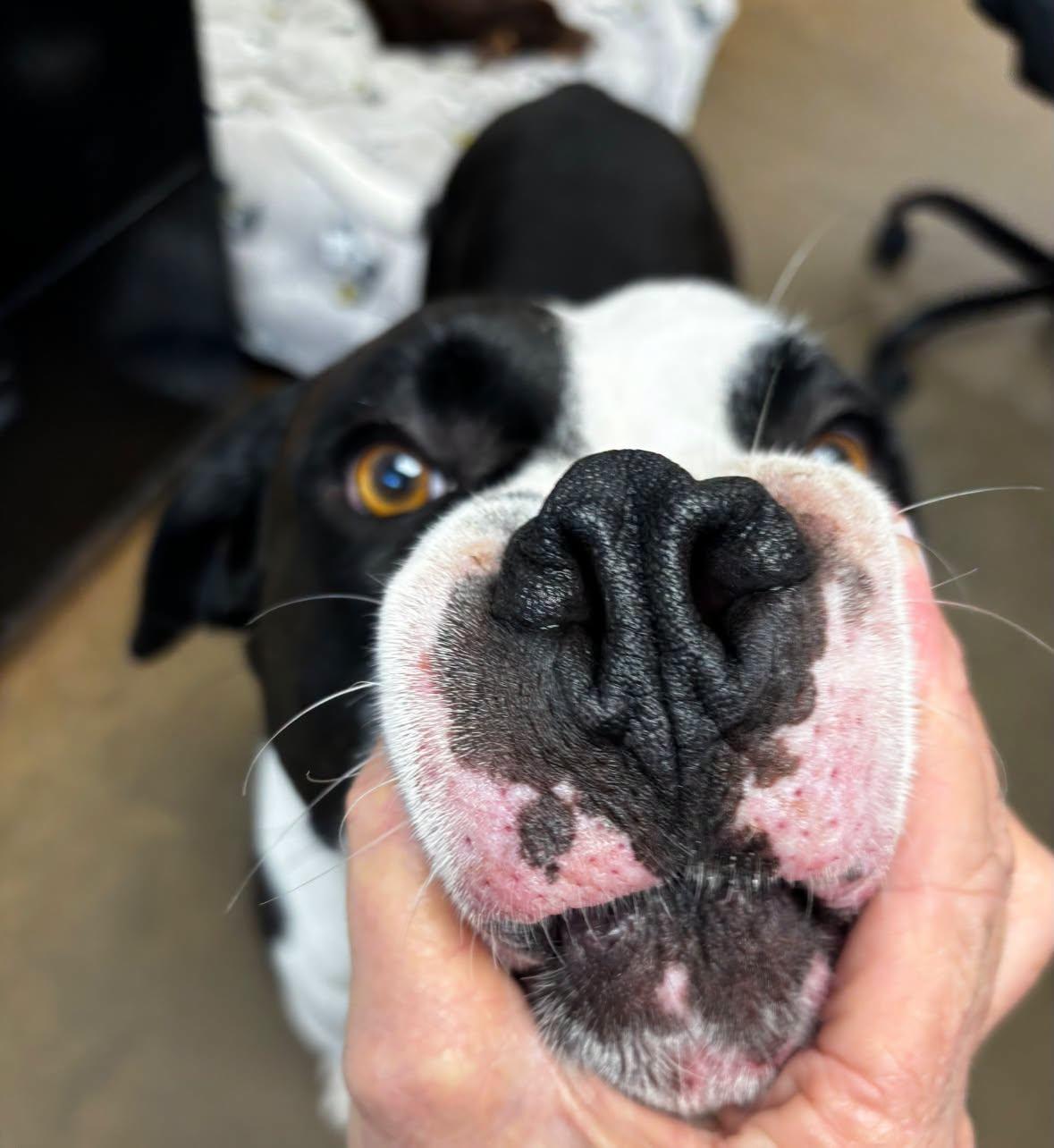 Enlarge BUTCH CASSIDY, a ADOPTABLE American Bulldog in Cullman, AL image 2/6