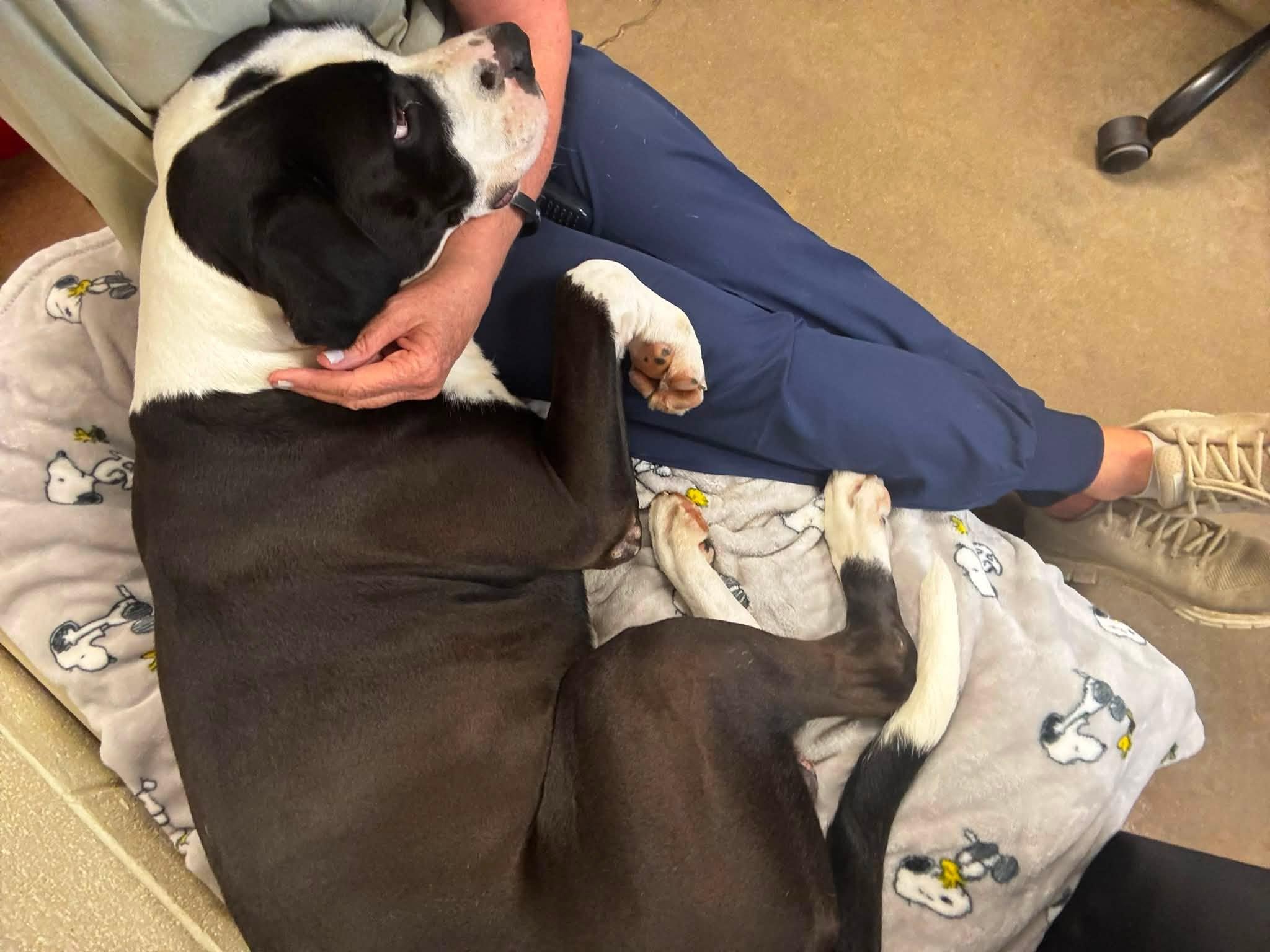 Enlarge BUTCH CASSIDY, a ADOPTABLE American Bulldog in Cullman, AL image 5/6