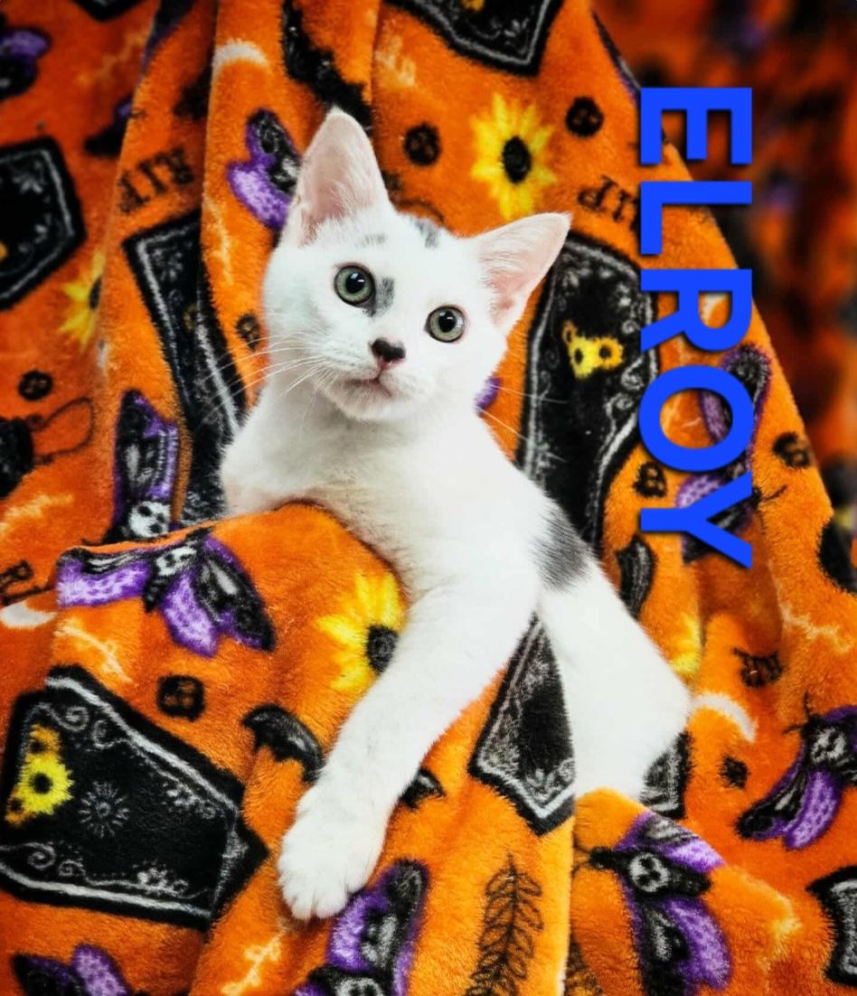 ELROY, Adopted, Young Male Domestic Short Hair.