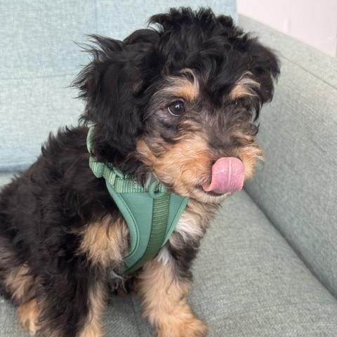 Enlarge Rocky, a Adoptable mixed breed in Oceanside, CA image 3/5