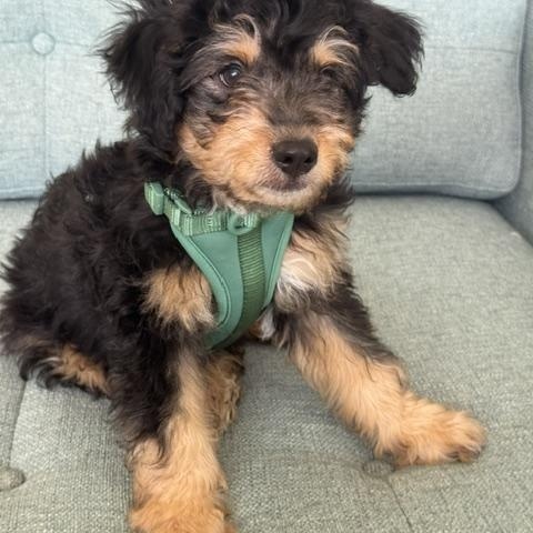 Enlarge Rocky, a Adoptable mixed breed in Oceanside, CA image 4/5
