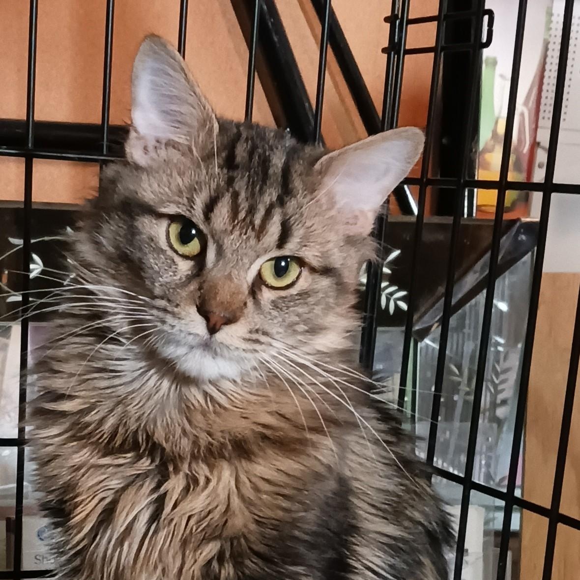 Jigsaw B.  Sweet thumbnail 2