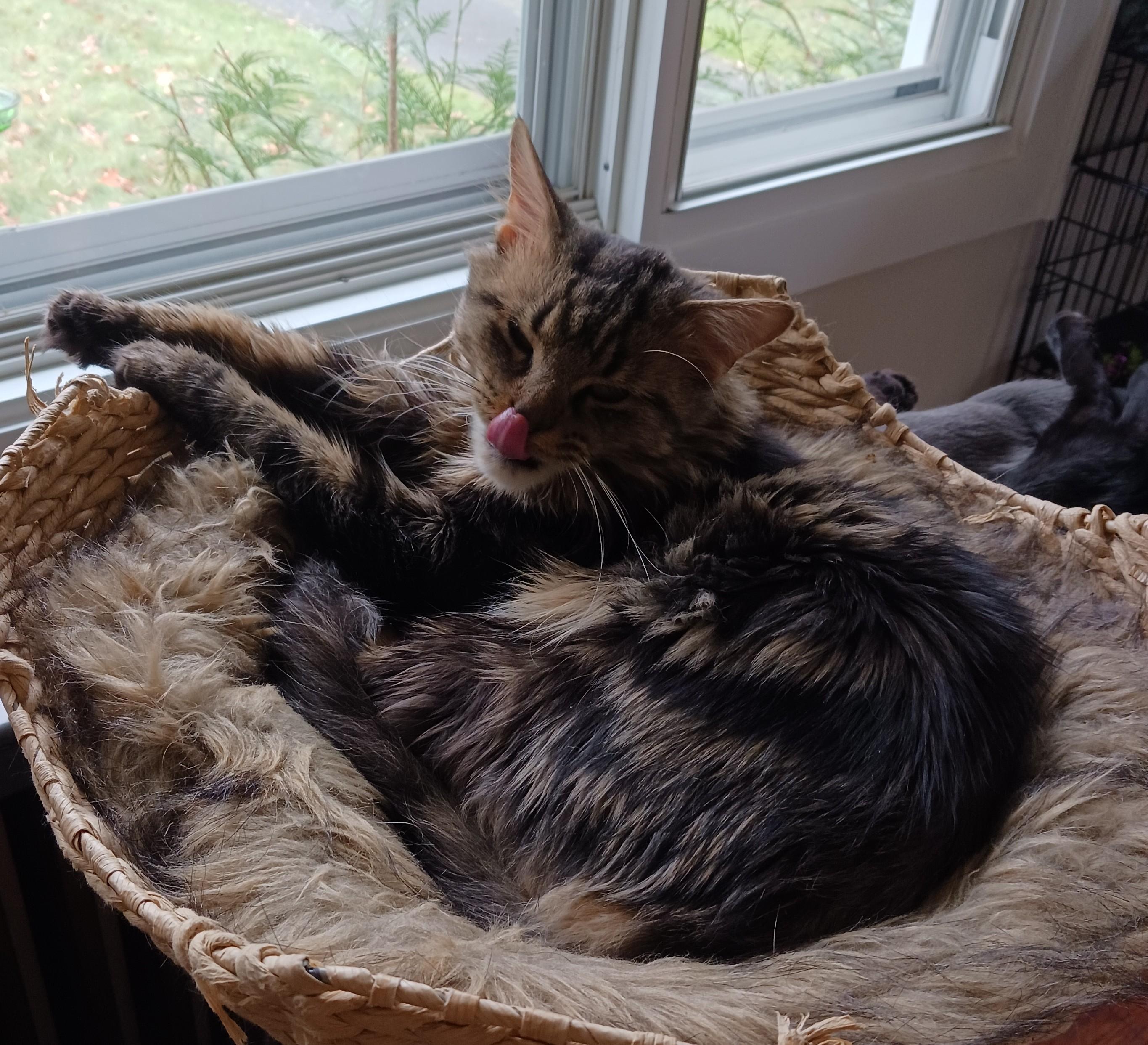 Jigsaw B.  Sweet thumbnail 5