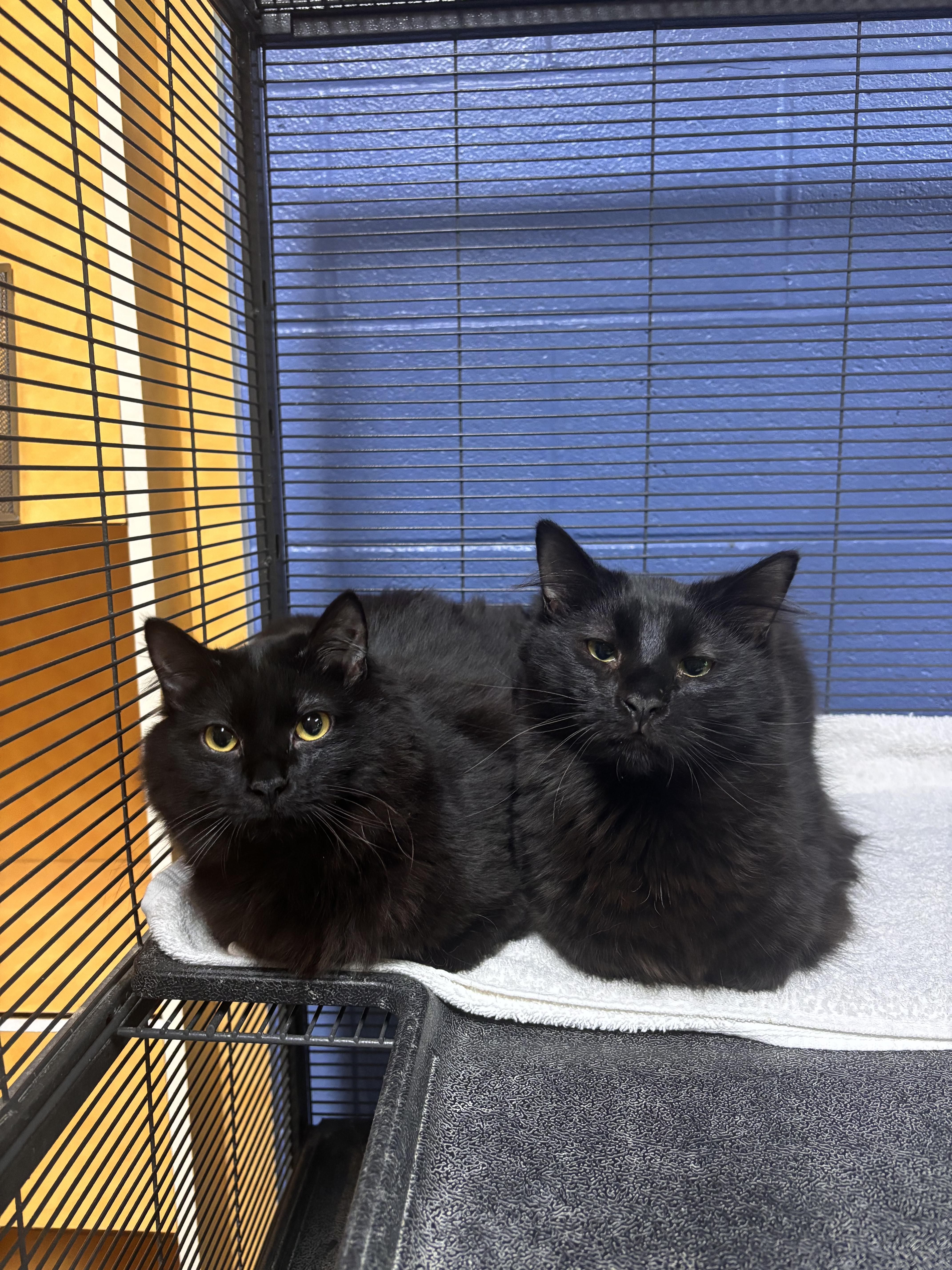 Triscuit, an adoptable Domestic Short Hair in Charleston, SC image 2/2