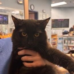 Triscuit, adoptable, Young Female Domestic Short Hair.