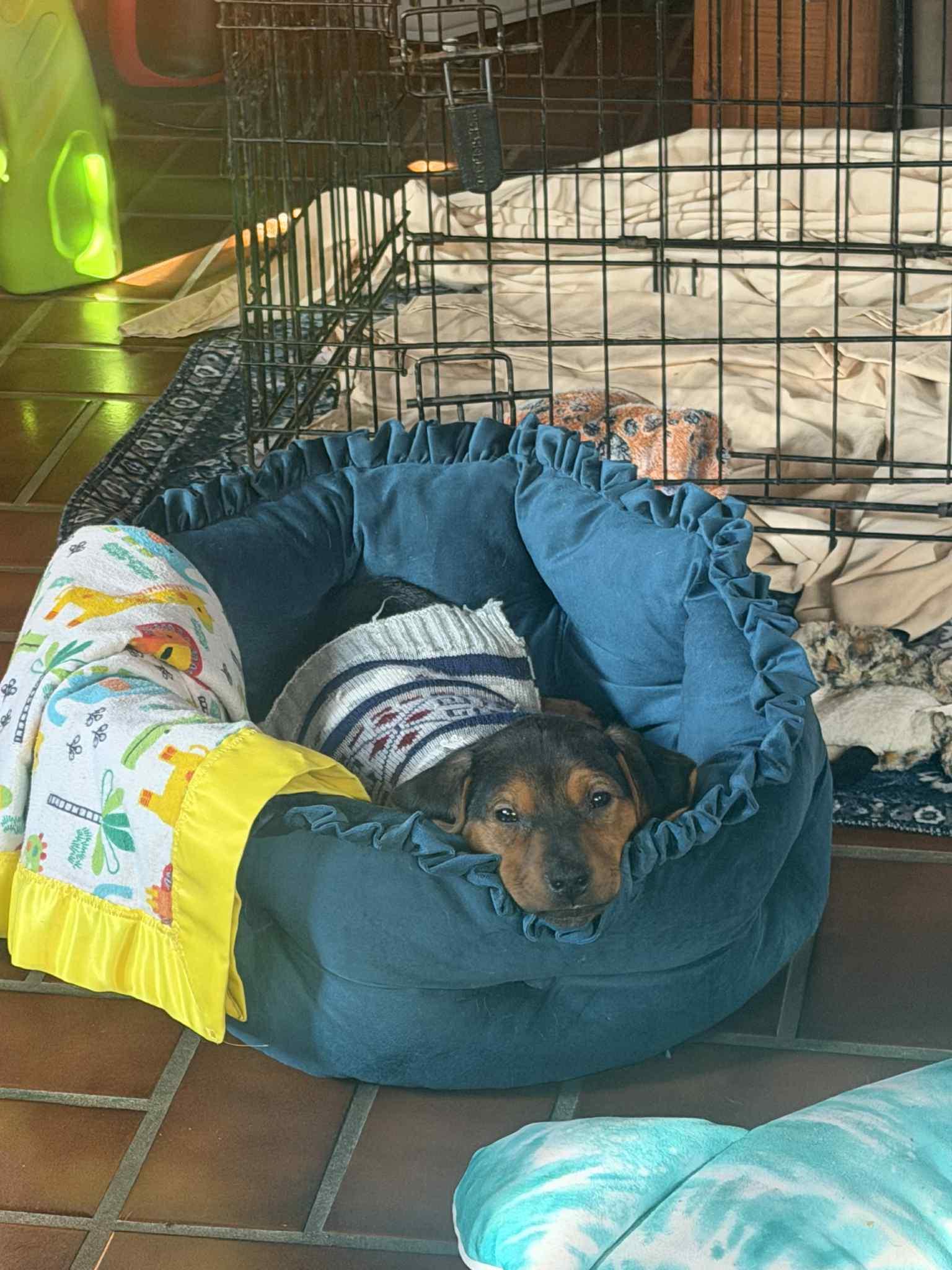 Felicity, a Adoptable mixed breed in Mechanicsburg, PA image 1/3