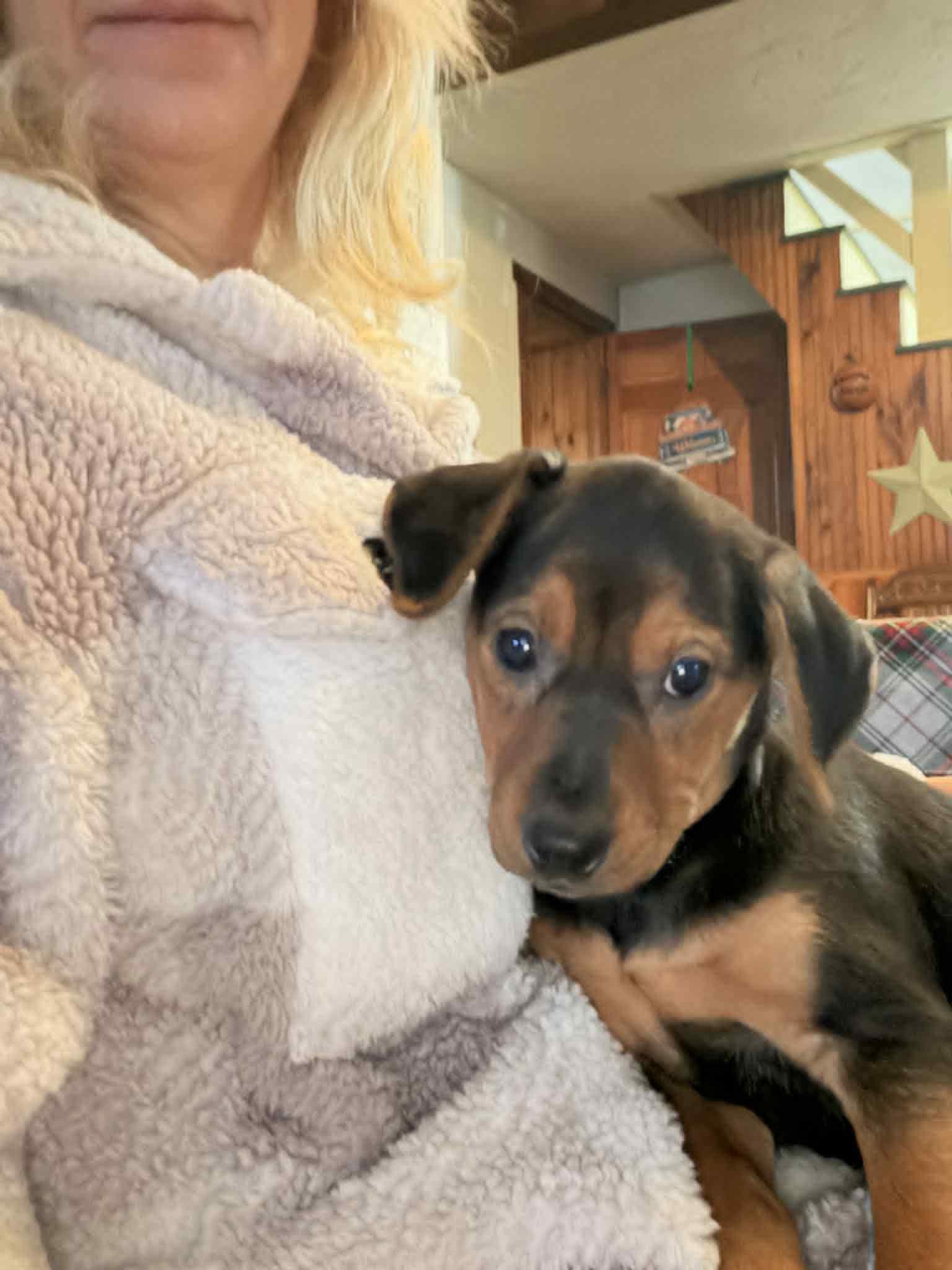 Felicity, a Adoptable mixed breed in Mechanicsburg, PA image 2/3