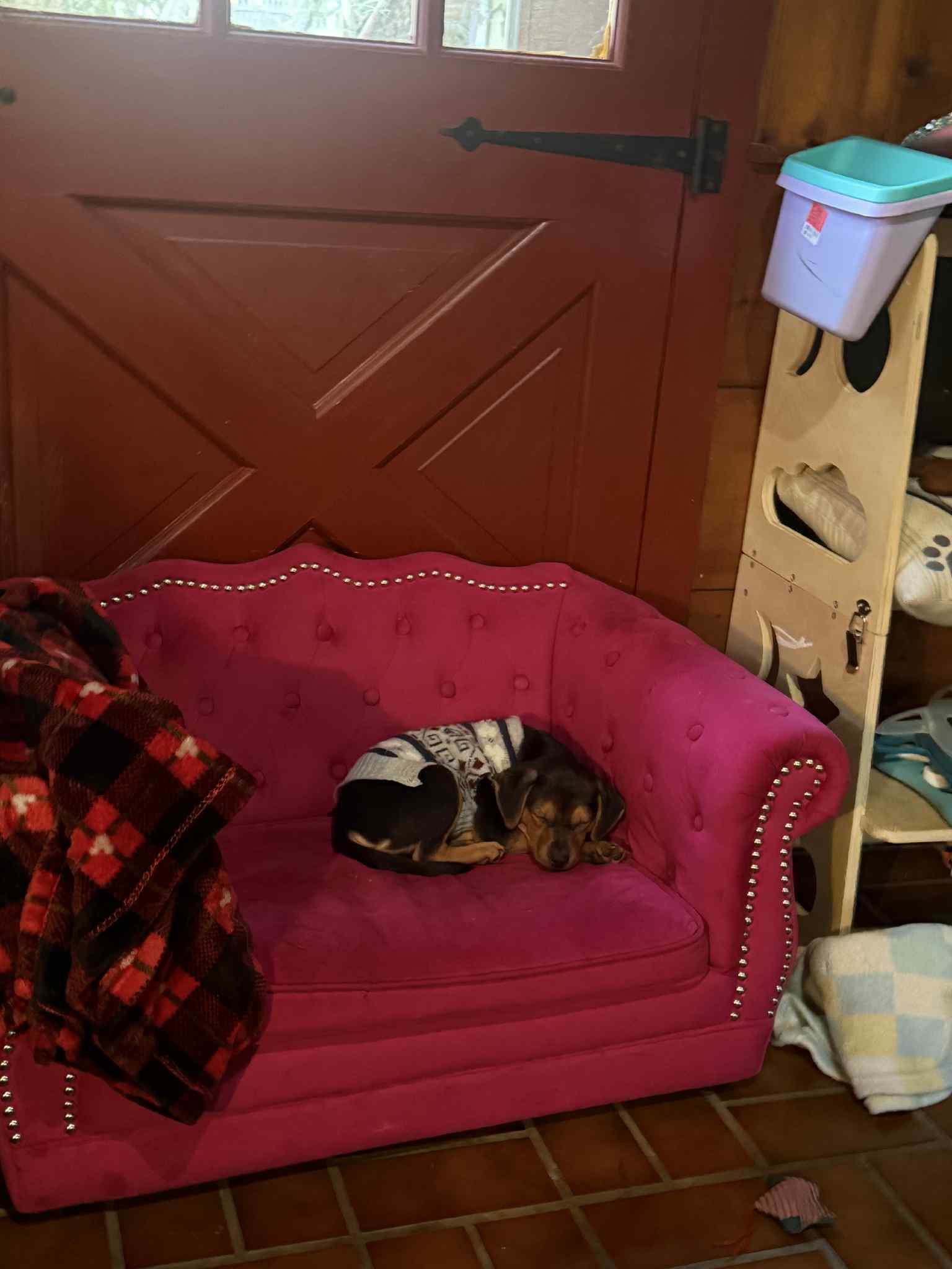 Felicity, a Adoptable mixed breed in Mechanicsburg, PA image 3/3